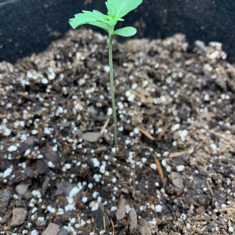 Garden Of Green Blue Dream AutoFem growlog photo: Got a good bit of stretching.  Lowered the light more and increased power to equal 15,000 lux. 