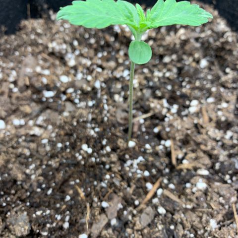 Garden Of Green Blue Dream AutoFem growlog photo: Seems to be handling the low light and increased power good. 