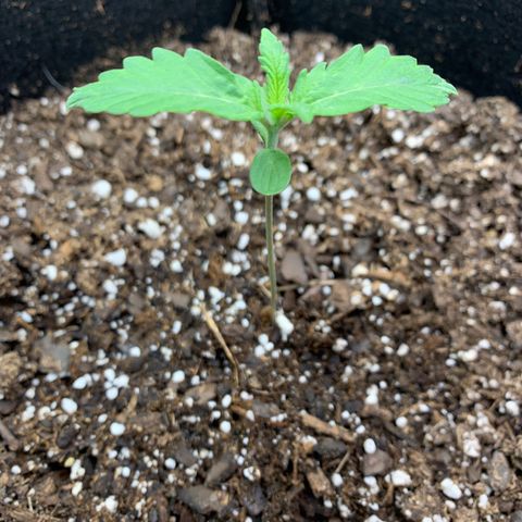 Garden Of Green Blue Dream AutoFem growlog timeline photo