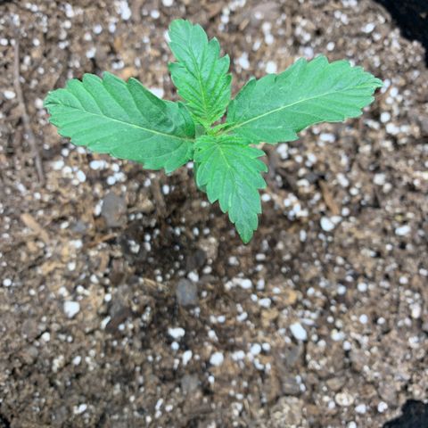 Garden Of Green Blue Dream AutoFem growlog timeline photo