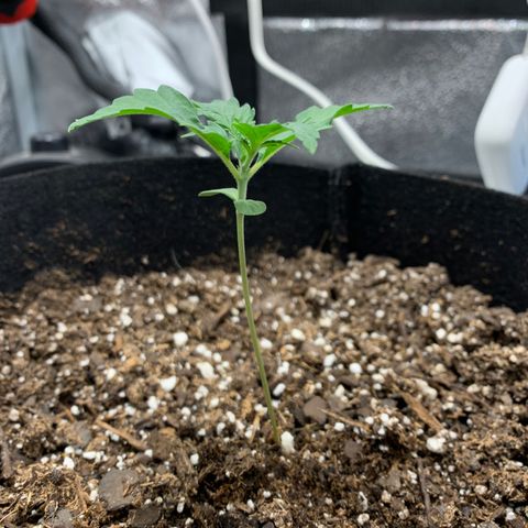 Garden Of Green Blue Dream AutoFem growlog timeline photo