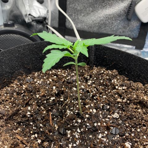 Garden Of Green Blue Dream AutoFem growlog photo: 300 PPFD