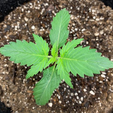 Garden Of Green Blue Dream AutoFem growlog photo: 300 PPFD