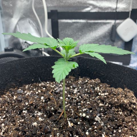 Garden Of Green Blue Dream AutoFem growlog timeline photo