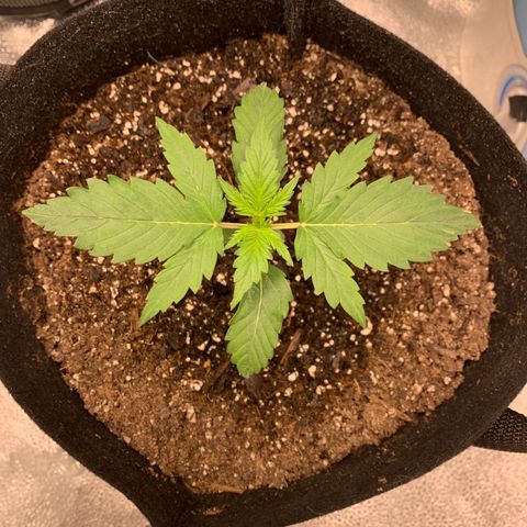 Garden Of Green Blue Dream AutoFem growlog photo: Bumped to 600 PPFD