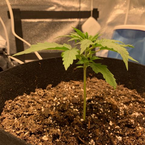 Garden Of Green Blue Dream AutoFem growlog photo: 600 ppfd