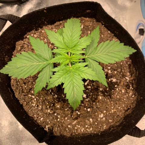 Garden Of Green Blue Dream AutoFem growlog photo: 600 ppfd