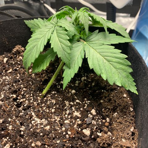 Garden Of Green Blue Dream AutoFem growlog photo: Started LST