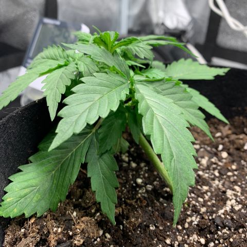 Garden Of Green Blue Dream AutoFem growlog timeline photo