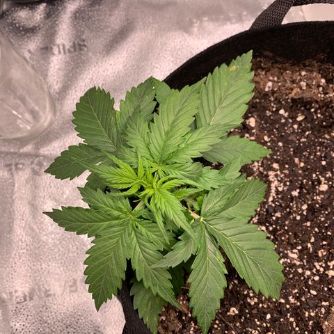 Garden Of Green Blue Dream AutoFem growlog timeline photo