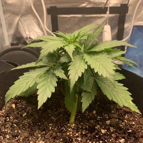 Garden Of Green Blue Dream AutoFem growlog timeline photo