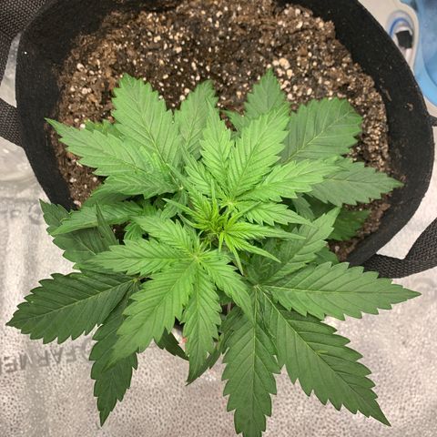 Garden Of Green Blue Dream AutoFem growlog timeline photo
