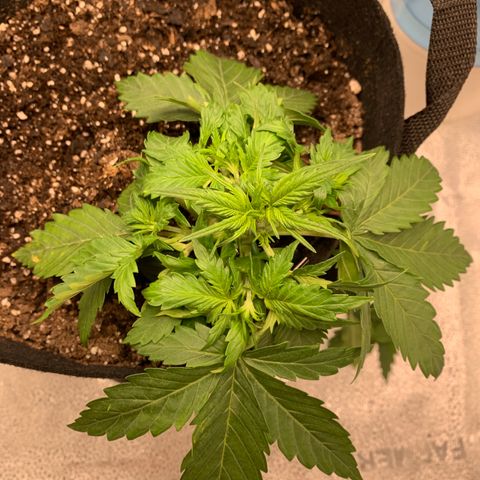 Garden Of Green Blue Dream AutoFem growlog photo: Took off leaves touching soil and tucked big fan leaves. She is very beefy. 