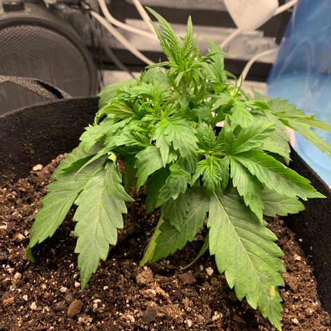 Garden Of Green Blue Dream AutoFem growlog timeline photo
