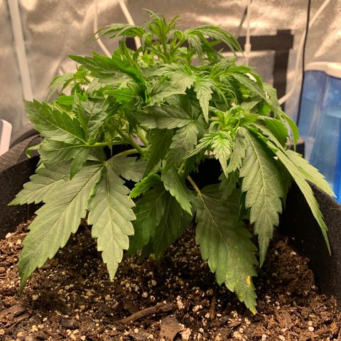 Garden Of Green Blue Dream AutoFem growlog photo: A lot of leaf tucking. Staying plump. Started to show sex. 