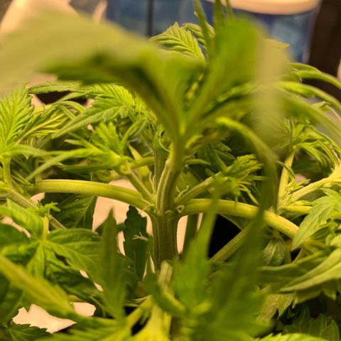 Garden Of Green Blue Dream AutoFem growlog timeline photo