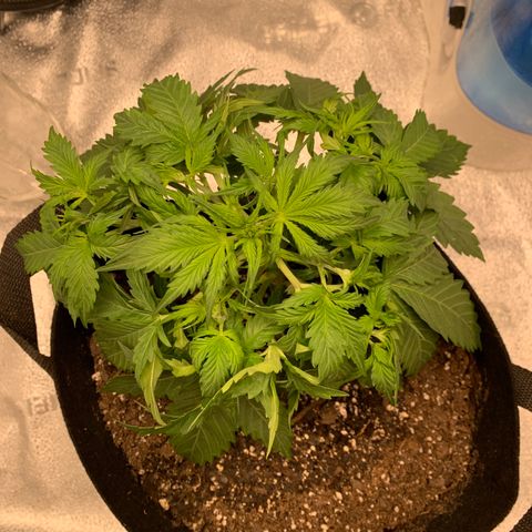 Garden Of Green Blue Dream AutoFem growlog timeline photo