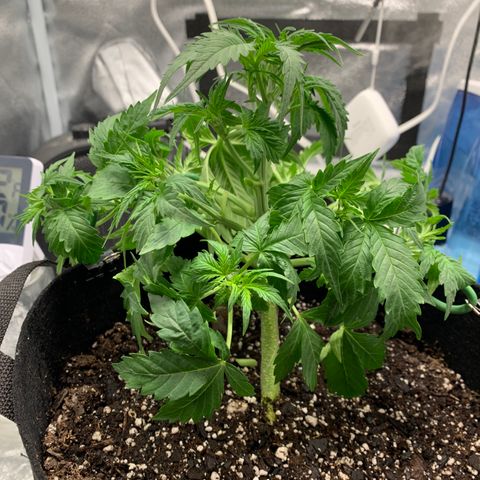 Garden Of Green Blue Dream AutoFem growlog photo: Defoilated and LST