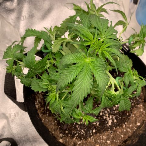 Garden Of Green Blue Dream AutoFem growlog photo: Defoilated and LST