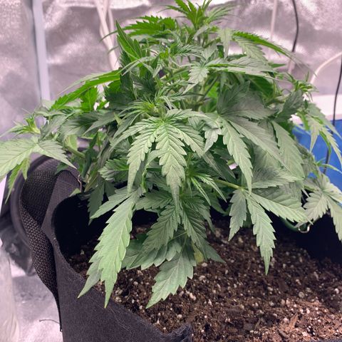 Garden Of Green Blue Dream AutoFem growlog timeline photo