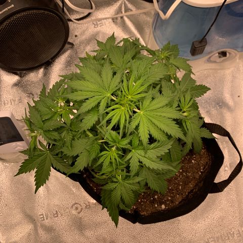 Garden Of Green Blue Dream AutoFem growlog timeline photo