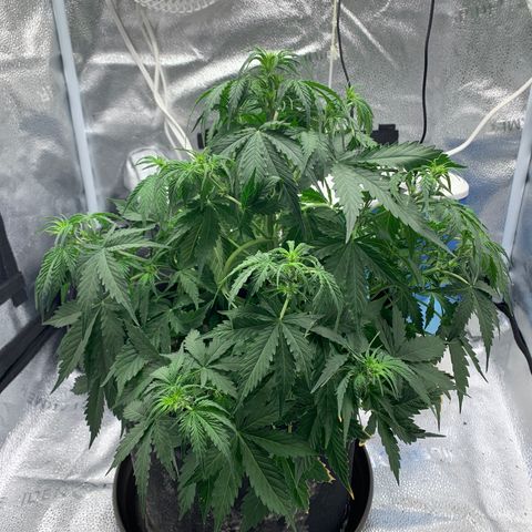 Garden Of Green Blue Dream AutoFem growlog photo: Tucked large fan leaves and moved light up to 17” above top cola. 