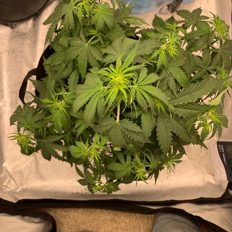 Garden Of Green Blue Dream AutoFem growlog photo: Tucked large fan leaves and moved light up to 17” above top cola. 