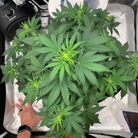 Garden Of Green Blue Dream AutoFem growlog timeline photo