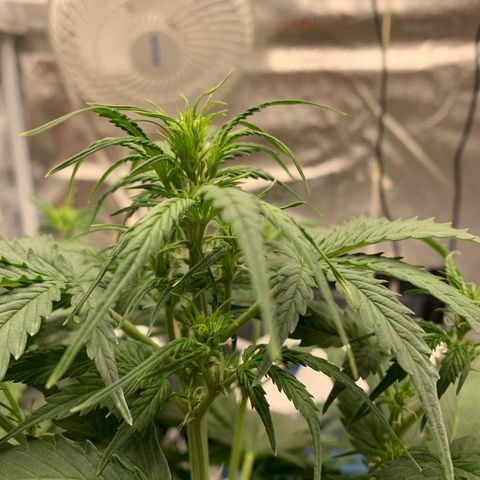 Garden Of Green Blue Dream AutoFem growlog timeline photo