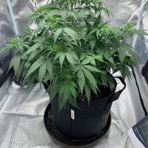 Garden Of Green Blue Dream AutoFem growlog timeline photo
