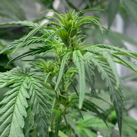 Garden Of Green Blue Dream AutoFem growlog timeline photo