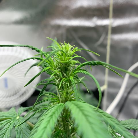 Garden Of Green Blue Dream AutoFem growlog timeline photo
