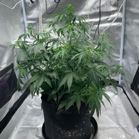 Garden Of Green Blue Dream AutoFem growlog timeline photo
