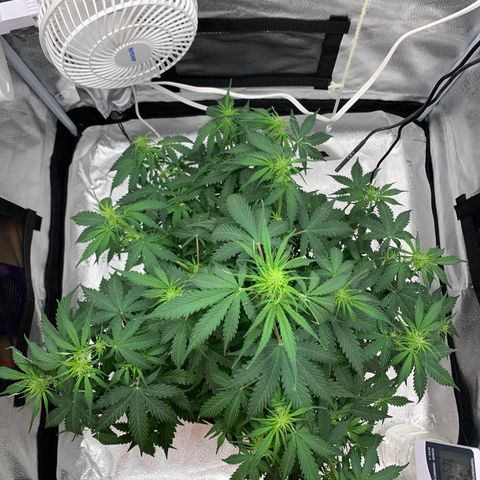 Garden Of Green Blue Dream AutoFem growlog timeline photo