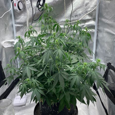 Garden Of Green Blue Dream AutoFem growlog timeline photo