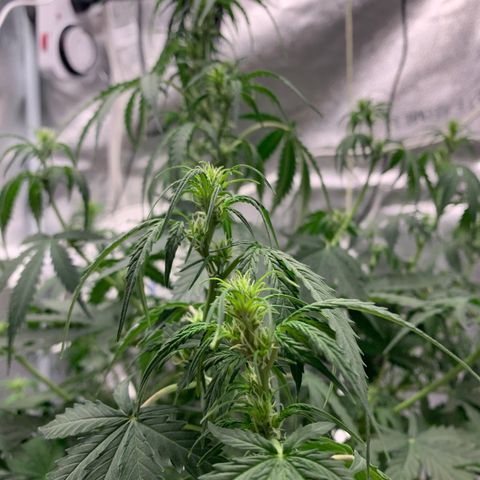 Garden Of Green Blue Dream AutoFem growlog timeline photo
