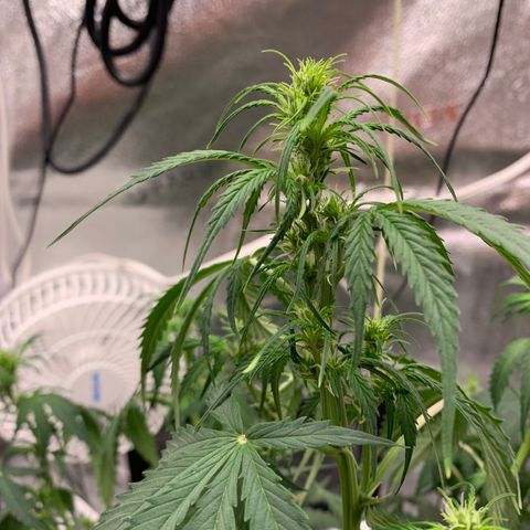 Garden Of Green Blue Dream AutoFem growlog timeline photo