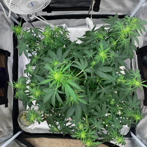 Garden Of Green Blue Dream AutoFem growlog timeline photo