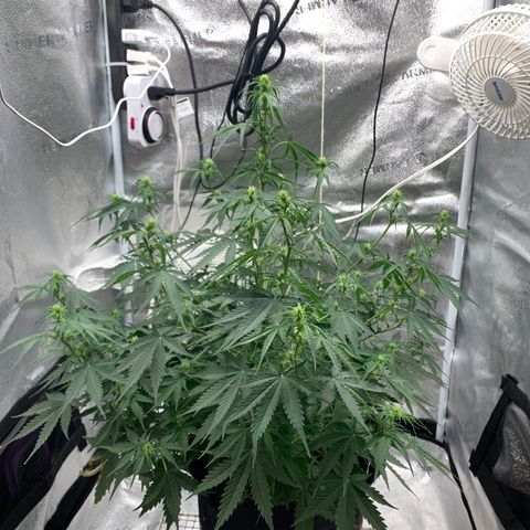 Garden Of Green Blue Dream AutoFem growlog timeline photo