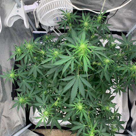 Garden Of Green Blue Dream AutoFem growlog timeline photo