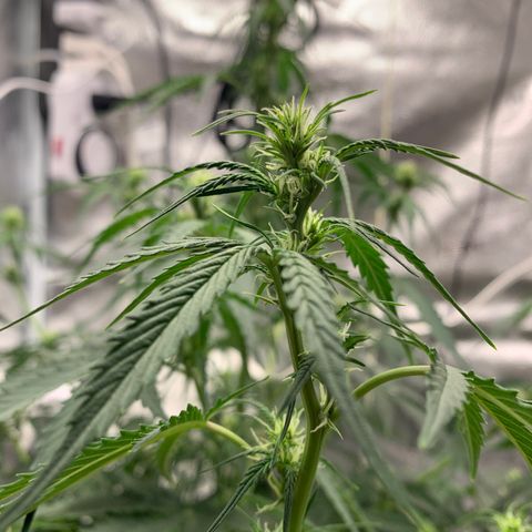 Garden Of Green Blue Dream AutoFem growlog timeline photo