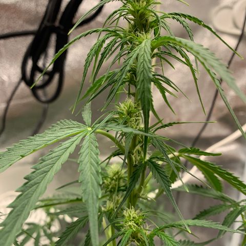 Garden Of Green Blue Dream AutoFem growlog timeline photo