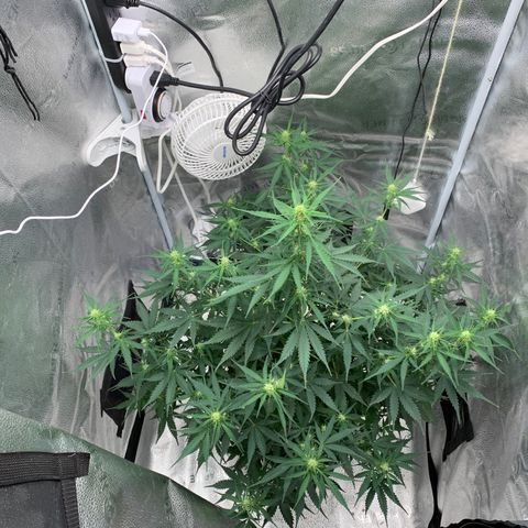Garden Of Green Blue Dream AutoFem growlog timeline photo