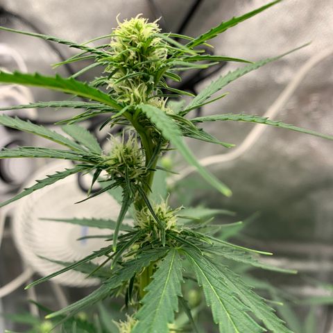 Garden Of Green Blue Dream AutoFem growlog timeline photo