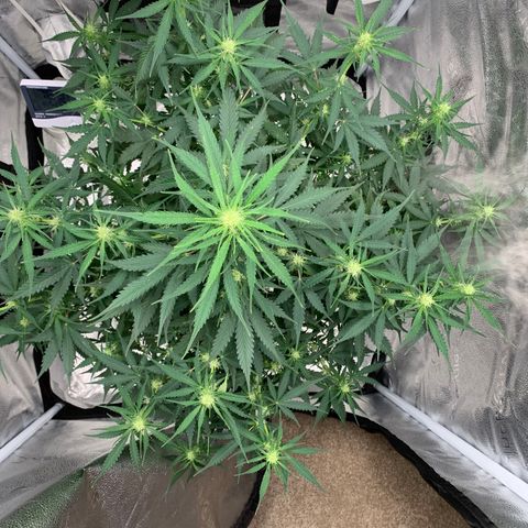 Garden Of Green Blue Dream AutoFem growlog timeline photo
