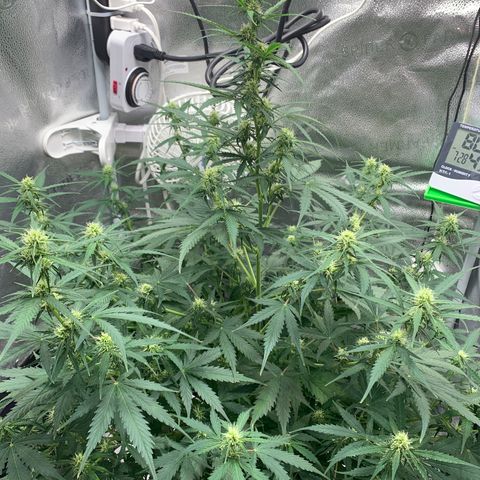 Garden Of Green Blue Dream AutoFem growlog timeline photo