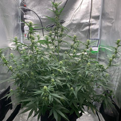 Garden Of Green Blue Dream AutoFem growlog timeline photo