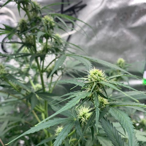 Garden Of Green Blue Dream AutoFem growlog timeline photo