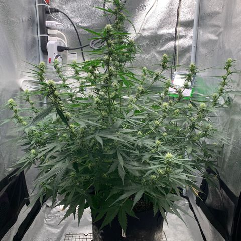 Garden Of Green Blue Dream AutoFem growlog timeline photo