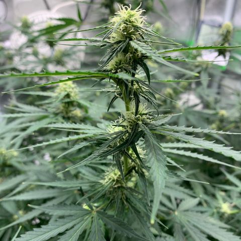 Garden Of Green Blue Dream AutoFem growlog timeline photo